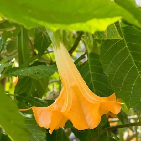 La Maison Villa Velianitátika